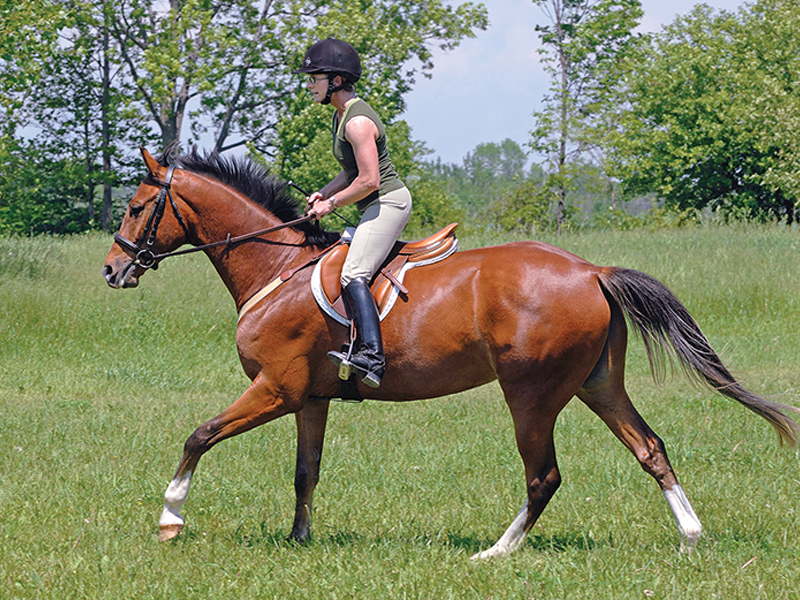 schooling horses, lindsay grice, canadian equestrian coaches, horse learning styles, how do horses learn? types of horse training, horse riding lesson plan, communicating with horses