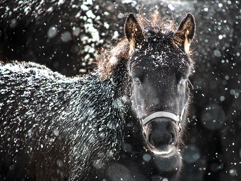 canadian horse filly donalf neirin gala, Roxanne Salinas Bear Hollow Farm Canadian Horse, Ken Morris CHHAPS, Canadian Horse Heritage and Preservation Society, Canada's National Horse, Swallowfield Farm Ladysmith, Danadream Farm Quebec, Canadian Horse Breed Pedigree Book, First Farms Canadians