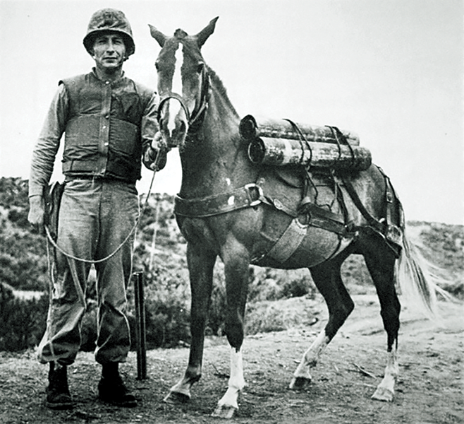 sargeant reckless horse, war horse heroes, united states war horses, what did horses do in war?