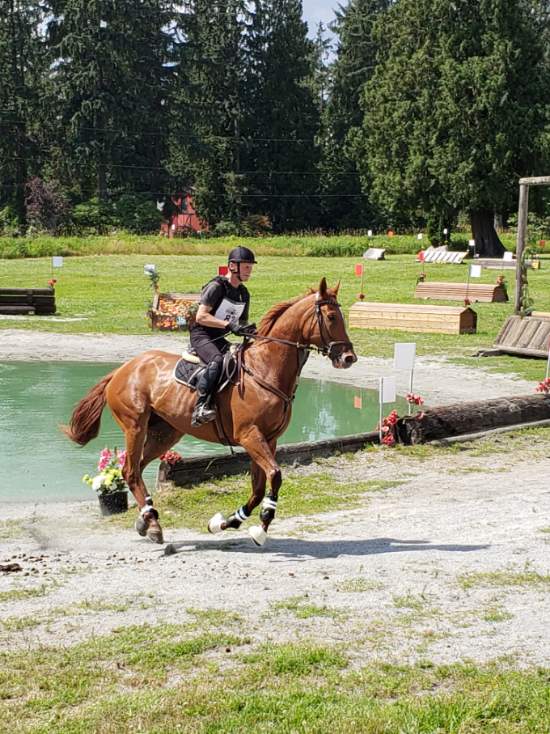 rescue horses canada, homes for retired racehorses canada, greener pastures, wild horses of alberta, longrun thoroughbred, new stride equine retirement, thoroughbred aftercare alliance, horse welfare alliance of canada