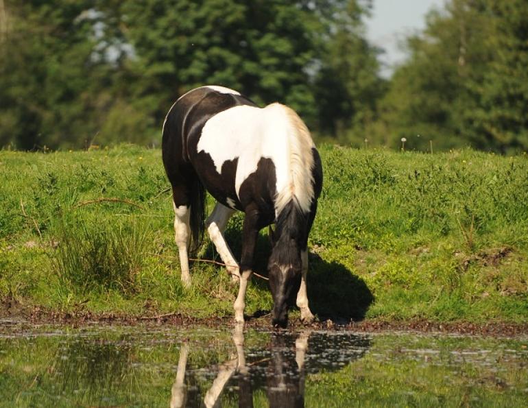 eco-friendly horse, rotating horse grazing, trail riding responsibly, manure composting horse, langley environmental partners society