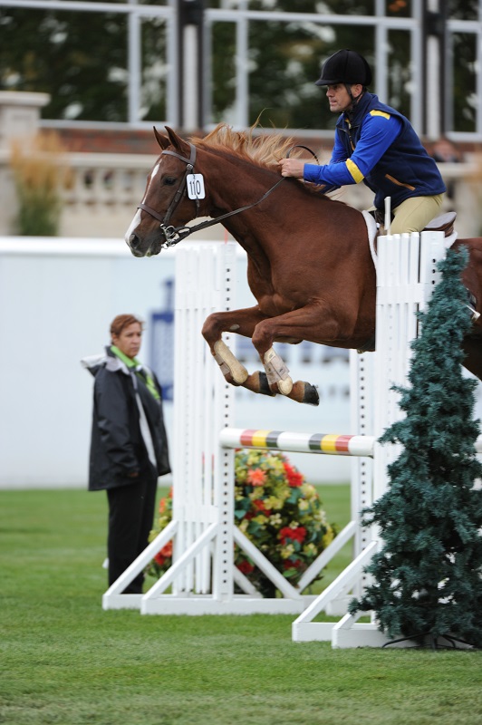 american saddlebred breed profile, versatile horses, american-bred horses