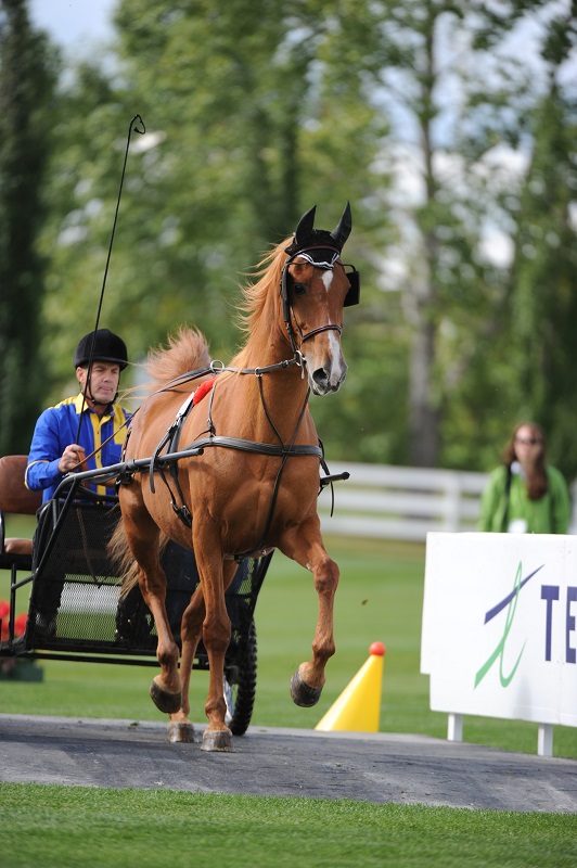 american saddlebred breed profile, versatile horses, american-bred horses