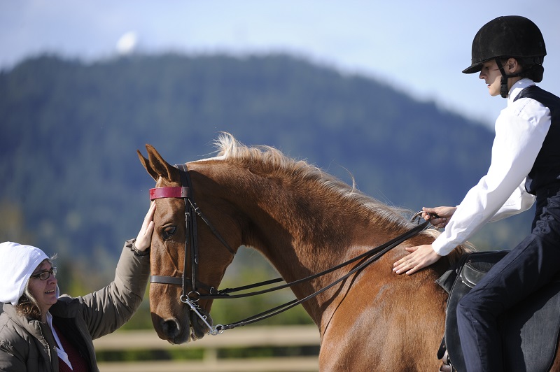 american saddlebred breed profile, versatile horses, american-bred horses
