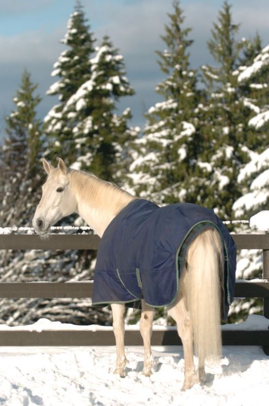 Care & Feeding of the Senior Horse, kentucky equine research, feeding old horse, health of senior horse, overweight horse