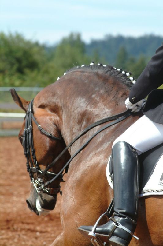 types of horse riding boots, picking a boot for riding horses, english boots, western boots, field boots, dress boots, dressage boots, hunt boots, paddock boots, wellies, muck boots, western boots, tall boots, riding boots