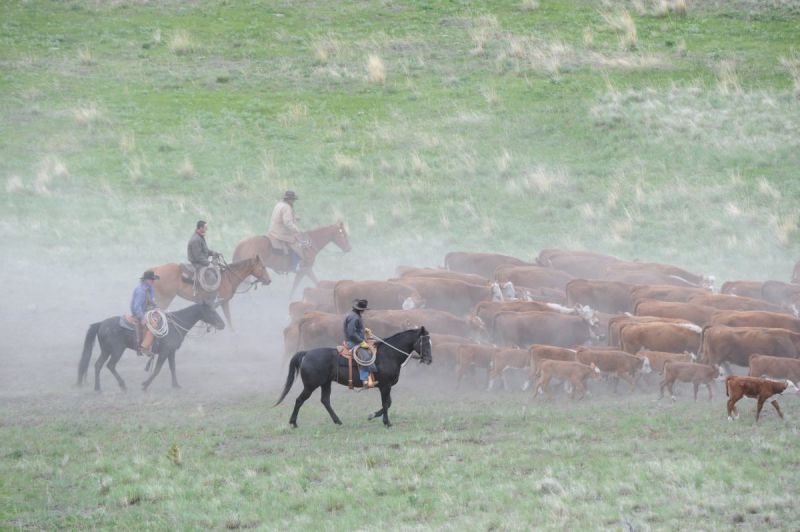 American Quarter Horse, CQHA, AQHC, Canadian Quarter Horse, characteristics quarter horse