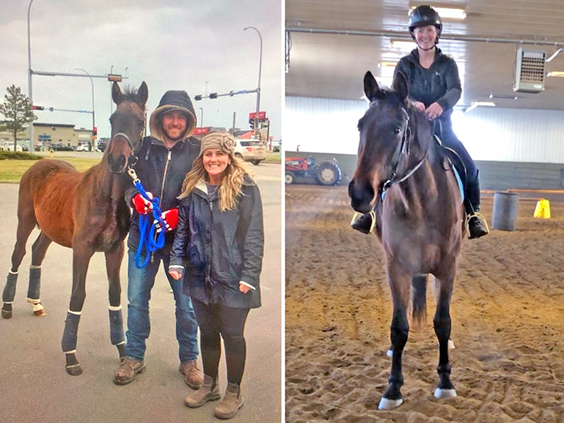 training young horses, starting a green horse, affordable horse ownership Canada, developing a sport horse, groundwork training horses, buying young horses Canada, horse training basics, equestrian on a budget