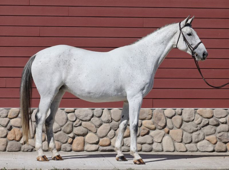 zinfandel cwhba, estrella del norte, ulterra giselle, zinfandel, deutscher de niro, cwhba fall sale, canadian warmblood fall sale