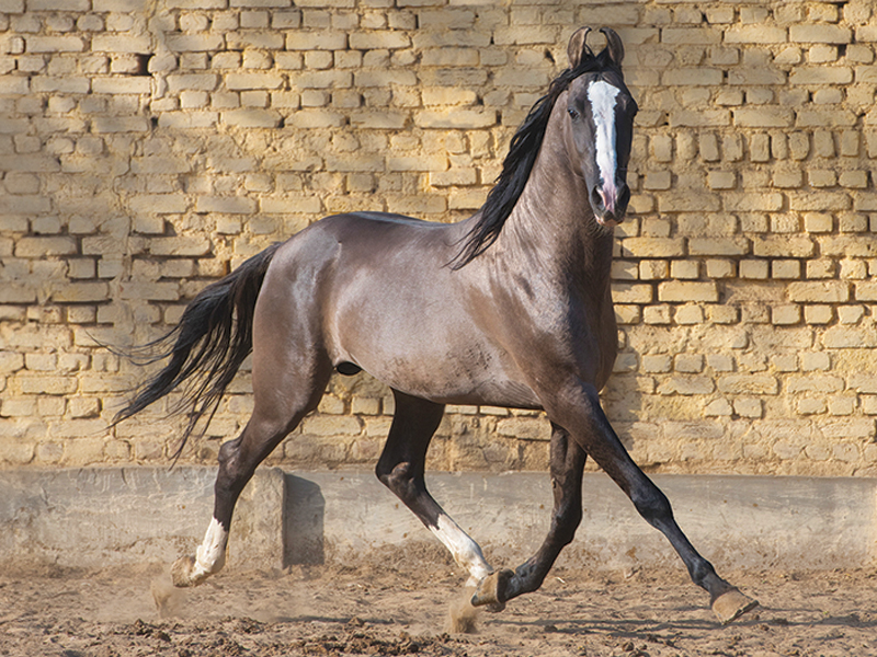 equine photography, horse photography tips, photographing horses, rule of thirds photography, equine composition techniques, horse photo focus modes, AF-C tracking horses, photographing moving horses, Canadian equestrian photography, Shawn Hamilton photography, Clix Photography, horse photography composition, capturing horses in motion, equine photo tips Canada, horse rider photography