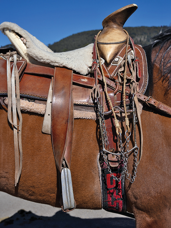 equine photography, horse photography tips, photographing horses, rule of thirds photography, equine composition techniques, horse photo focus modes, AF-C tracking horses, photographing moving horses, Canadian equestrian photography, Shawn Hamilton photography, Clix Photography, horse photography composition, capturing horses in motion, equine photo tips Canada, horse rider photography