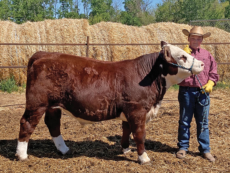 family farms, how to run a family farm, horse farms, how to manage farm and family life, canadian farms, horse farms canada, managing farm and children, tania millen