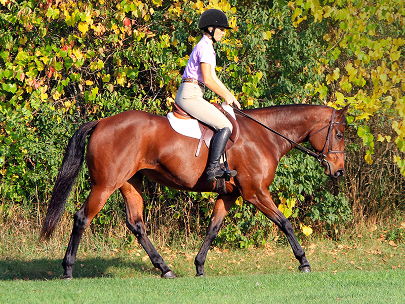 how to keep horse imaginary box, self carriage horse, using less aids horse
