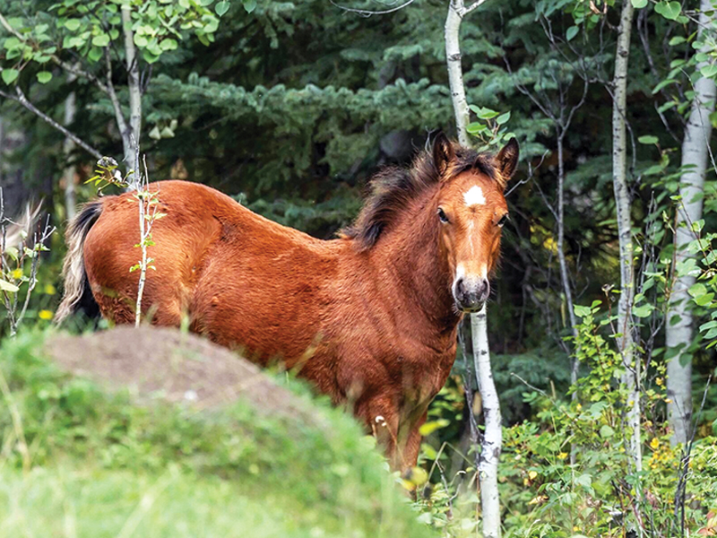 alberta's wild horses, wild horses alberta cull, horses in alberta, feral horse management framework, alberta wildies society, haws, the wildie west podcast, wild horses of alberta whoas, alberta mountain horse