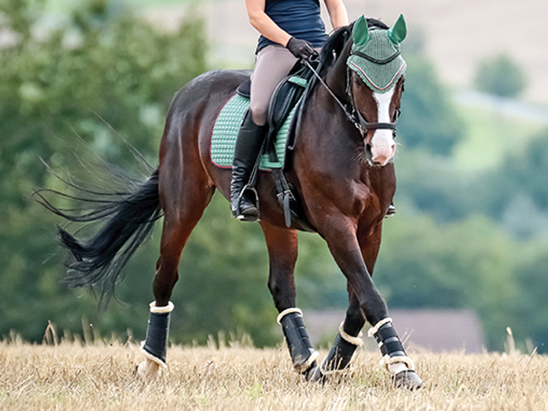 self-carriage horse, collecting horse, how to use les leg horse, lindsay grice