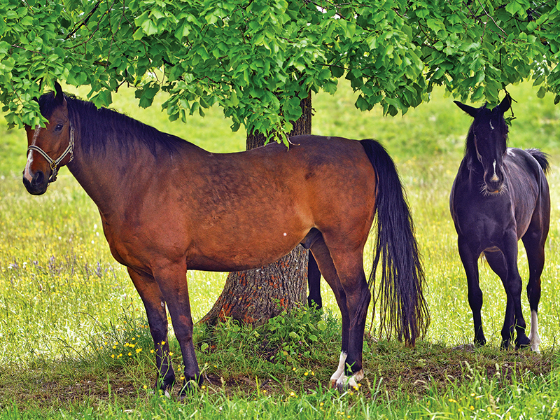 climate change horse industry, prepare horse farm for climate change, heat dome horses, rescuing horses disaster, hay shortages, colic horses