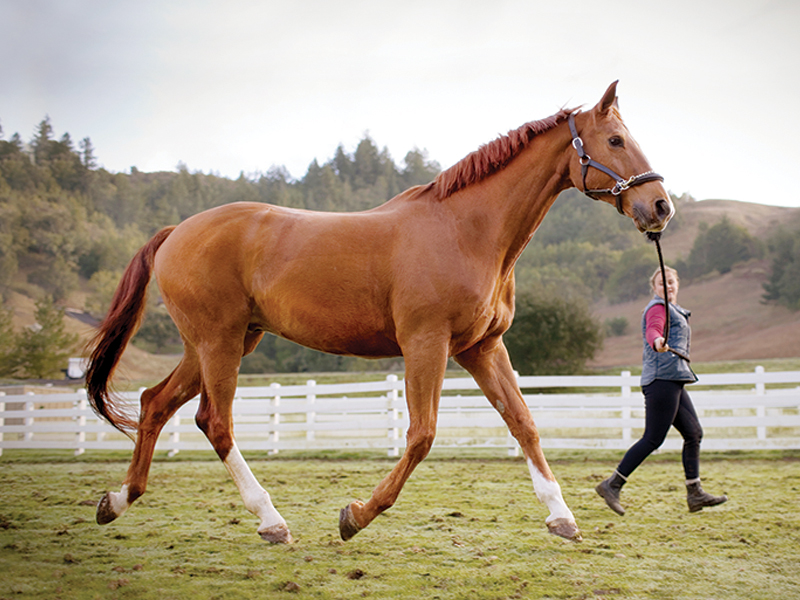 controlled wandering horses, GROUNDWORK horses, exercises for horses, keeping a horse fit, jec ballou horse fitness, how to keep my horse healthy without riding, exercising a horse without riding