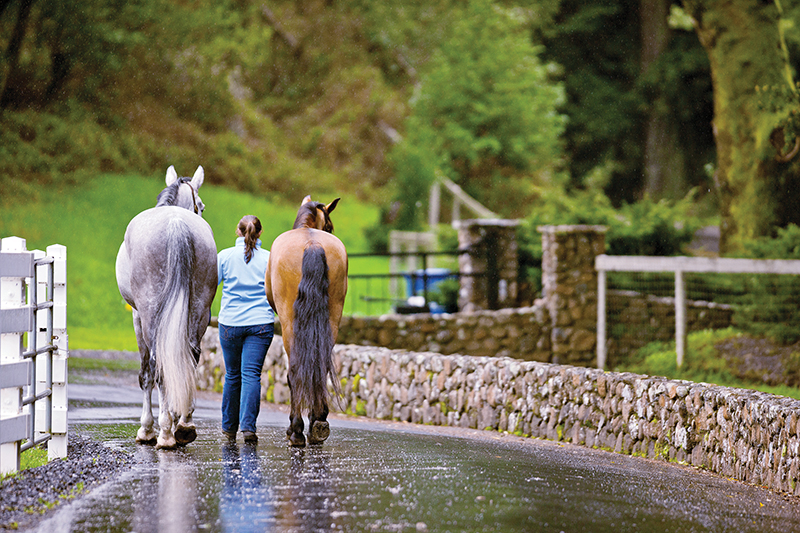 jec ballou, conditioning horse, training young horse, exercising horse, jec ballou exercises, ground pole exercises