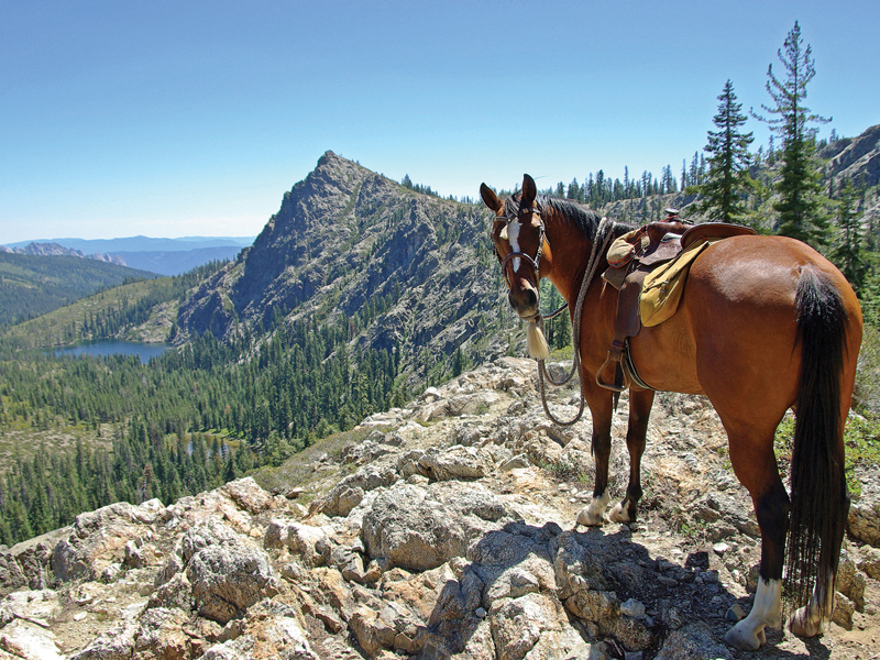 out there first aid, emergencies with horses, riding accidents, trail riding safety, horse riding safely, horse riding first aid
