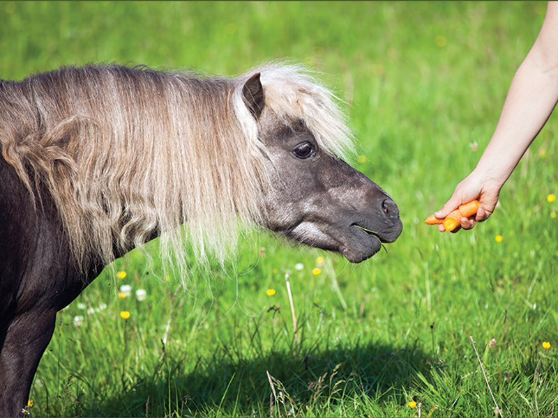 evolution of ponies, riding ponies, training ponies, children and ponies, nikki alvin smith, what to look for in a pony, my pony bites