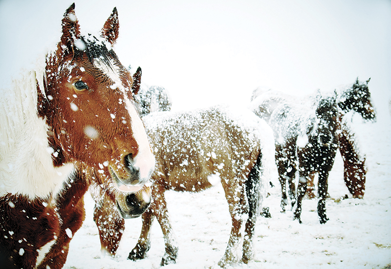 equine code of practice, code of practice for the care and handling of equines, shelagh niblock equine nutritionist