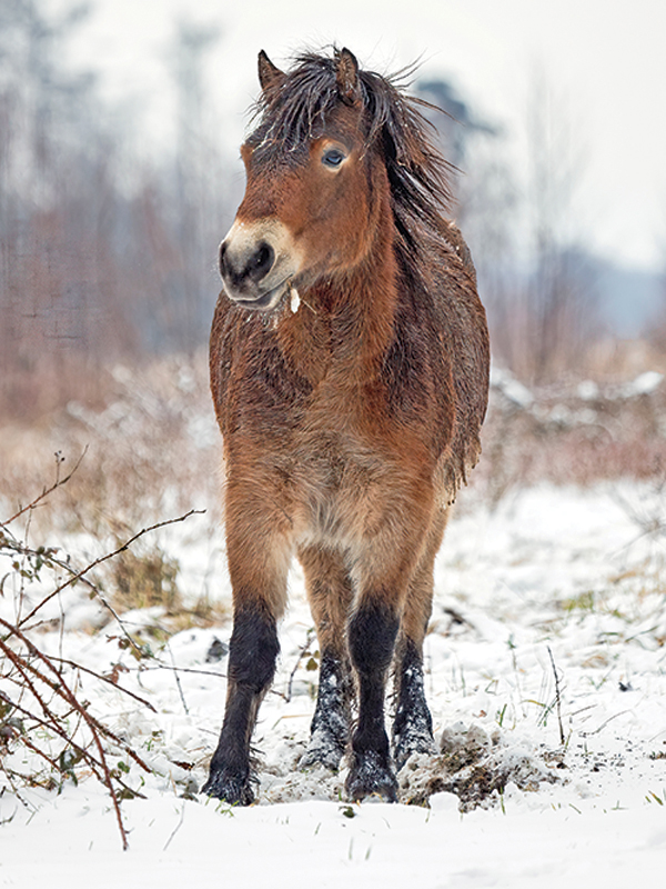evolution of ponies, riding ponies, training ponies, children and ponies, nikki alvin smith, what to look for in a pony, my pony bites