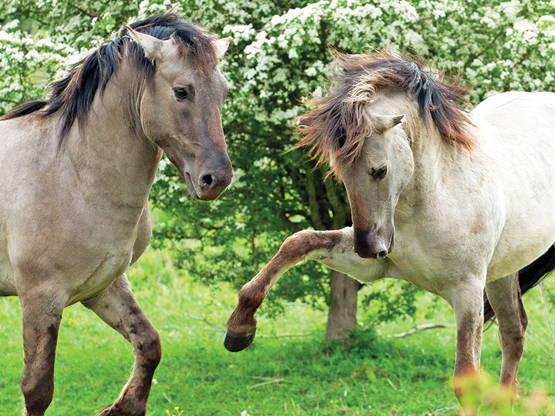 evolution of ponies, riding ponies, training ponies, children and ponies, nikki alvin smith, what to look for in a pony, my pony bites