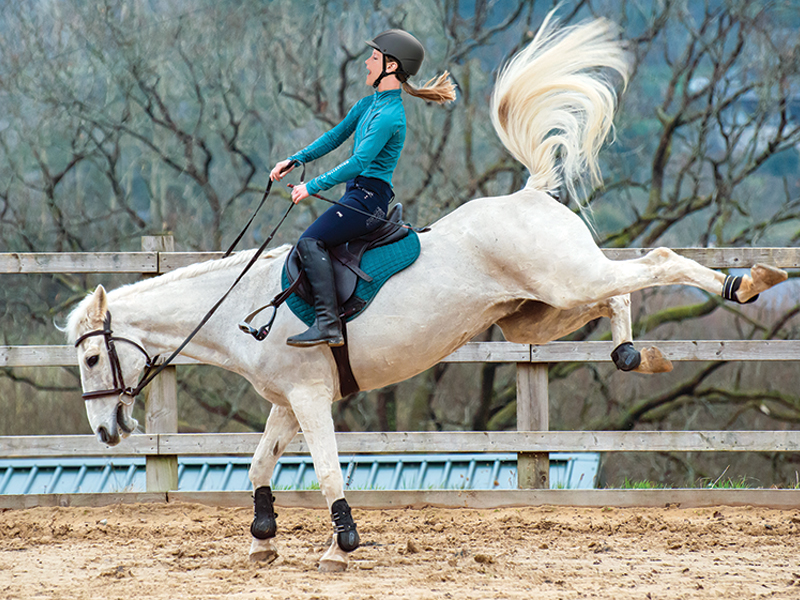 evolution of ponies, riding ponies, training ponies, children and ponies, nikki alvin smith, what to look for in a pony, my pony bites