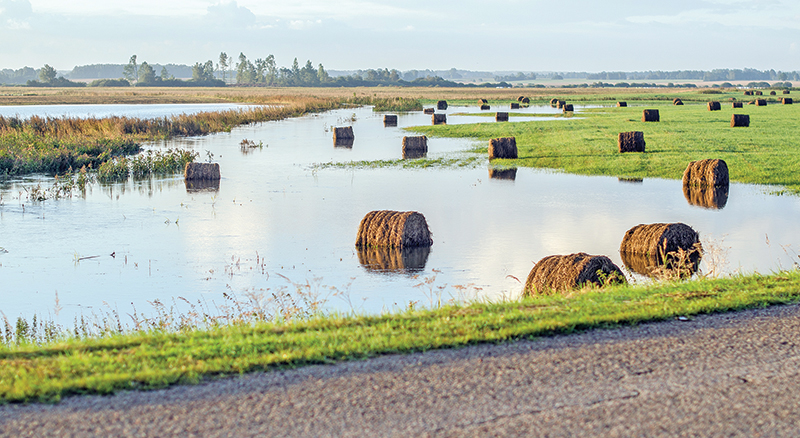 climate change horse industry, prepare horse farm for climate change, heat dome horses, rescuing horses disaster, hay shortages, colic horses