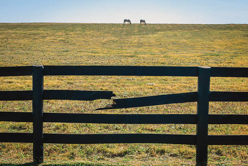 horse fencing problems, fixing horse fence, equine flex fencing, electric fence horses, equine guelph, system fencing, board fencing horses, gates horses