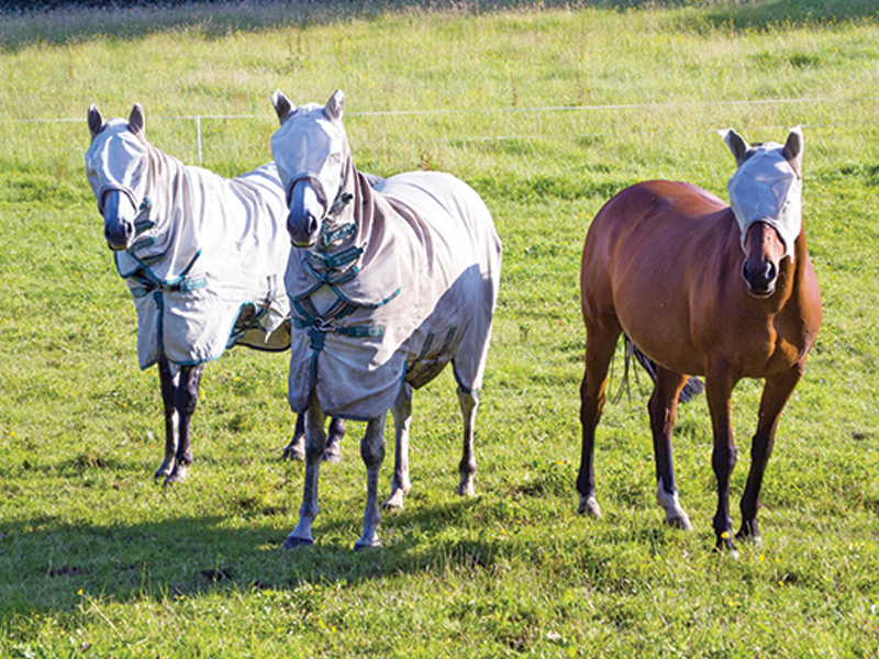 climate change horse industry, prepare horse farm for climate change, heat dome horses, rescuing horses disaster, hay shortages, colic horses