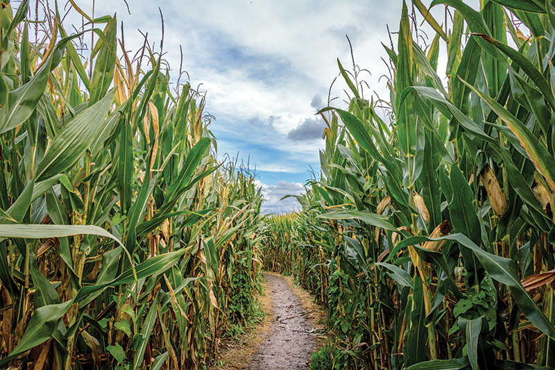 earning extra income horses, making money horses, tania millen, leasing a horse, composting manure