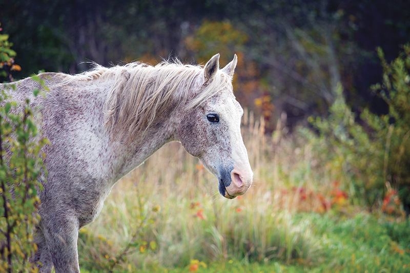 equine industry symposium 2021, covid-19 canada's horse industry, university of guelph symposium, canada's horse industry