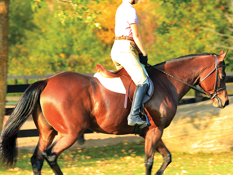 standing in two-point horses, perfect riding position, lindsay grice