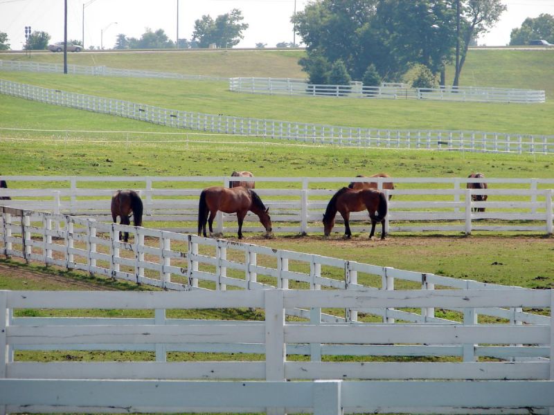 taxes horse farm, taxes horse ownership, canada taxes horse owners, taxing horse services