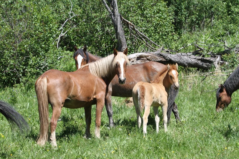 rescue horses canada, homes for retired racehorses canada, greener pastures, wild horses of alberta, longrun thoroughbred, new stride equine retirement, thoroughbred aftercare alliance, horse welfare alliance of canada