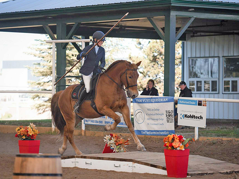 canadian horse breed, canada's national breed, chhaps, canadian horse heritage & preservation society, canada's national horse, canadian horse working equitation