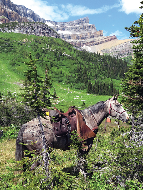 hrose ties quietly on trail, trail riding preparation, horse fitness training, trail horse skills, equine conditioning program, horse camping trips Canada, rider fitness equestrian, trail riding safety, horse training for trails