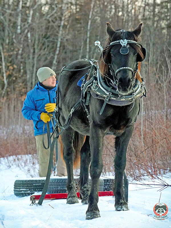 guillaume perrealt first wakiza kraken colt, Roxanne Salinas Bear Hollow Farm Canadian Horse, Ken Morris CHHAPS, Canadian Horse Heritage and Preservation Society, Canada's National Horse, Swallowfield Farm Ladysmith, Danadream Farm Quebec, Canadian Horse Breed Pedigree Book, First Farms Canadians
