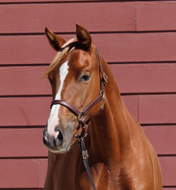 zinfandel cwhba, estrella del norte, ulterra giselle, zinfandel, deutscher de niro, cwhba fall sale, canadian warmblood fall sale