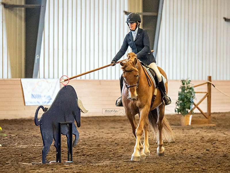 canadian horse breed, canada's national breed, chhaps, canadian horse heritage & preservation society, canada's national horse, canadian horses in western equitation