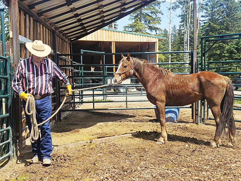 alberta's wild horses, wild horses alberta cull, horses in alberta, feral horse management framework, alberta wildies society, haws, the wildie west podcast, wild horses of alberta whoas, alberta mountain horse