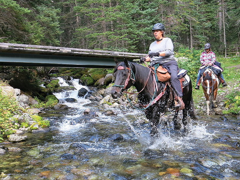 horse leading other horses through water, trail riding preparation, horse fitness training, trail horse skills, equine conditioning program, horse camping trips Canada, rider fitness equestrian, trail riding safety, horse training for trails