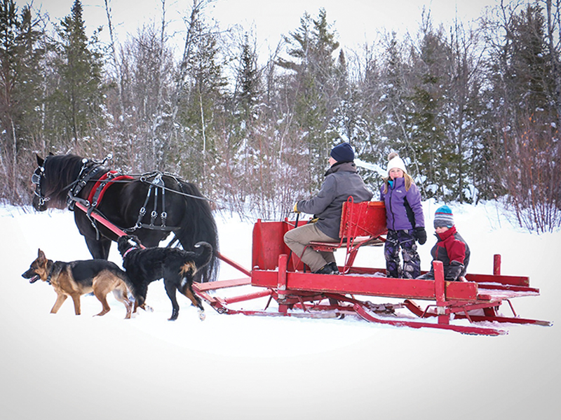 canadian stallion verthiaume victor wakiza, Roxanne Salinas Bear Hollow Farm Canadian Horse, Ken Morris CHHAPS, Canadian Horse Heritage and Preservation Society, Canada's National Horse, Swallowfield Farm Ladysmith, Danadream Farm Quebec, Canadian Horse Breed Pedigree Book, First Farms Canadians
