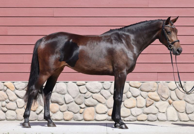 zinfandel cwhba, estrella del norte, ulterra giselle, zinfandel, deutscher de niro, cwhba fall sale, canadian warmblood fall sale