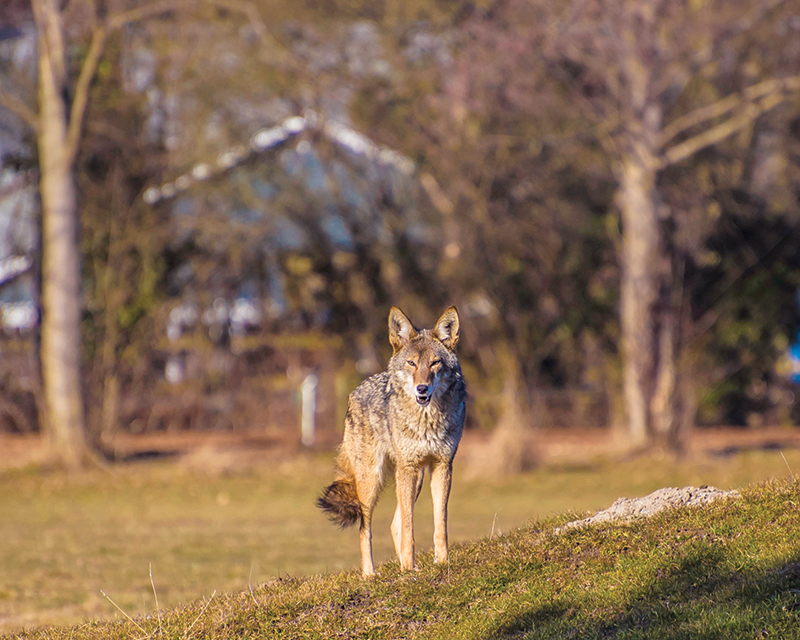 Southlands Riding Club in Vancouver BC, Southlands Riding Club president Whitney Santos, not-for-profit horse riding clubs in BC