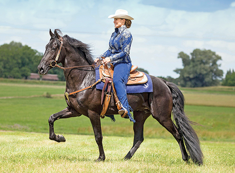 dressage for gaited horses, gaited horse training, Icelandic horse tölt, Tennessee Walker training, Foxtrotter gait issues, smooth gaits, horse soundness, equine biomechanics, dressage exercises, gait correction, North American horse owners