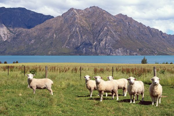 riding vacations, holidays with horses, wild women exhibitions horse rides, new zealand riding vacations, shawn hamilton