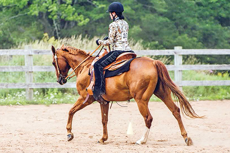 what is 4-h? how do I sign my child up for 4-h? 4-h riding lessons, horses in 4-h, shelagh niblock, what is a 4h project?