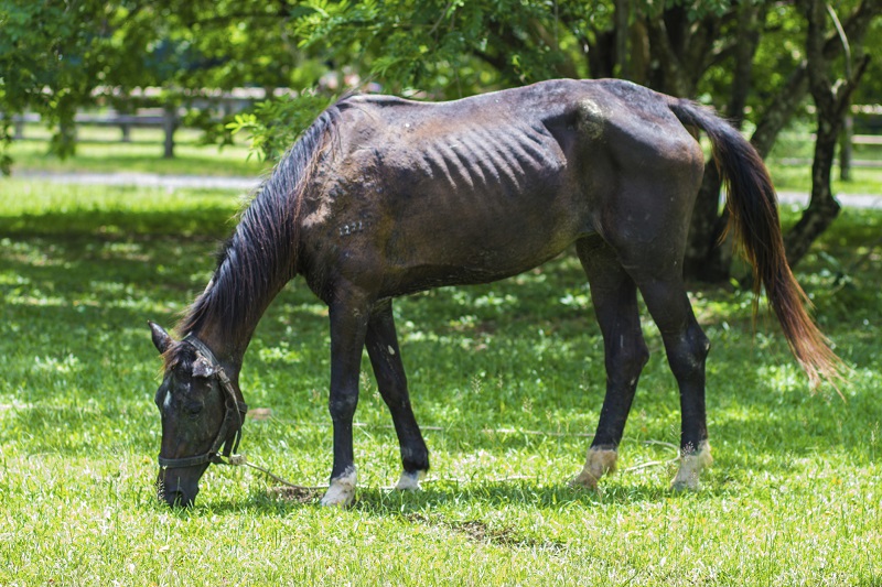 Equine Code of Practice, Equine Care, Equine Handling, Equine Code, Canada Equine Code, 2013 Equine Code, Judith Lavoie
